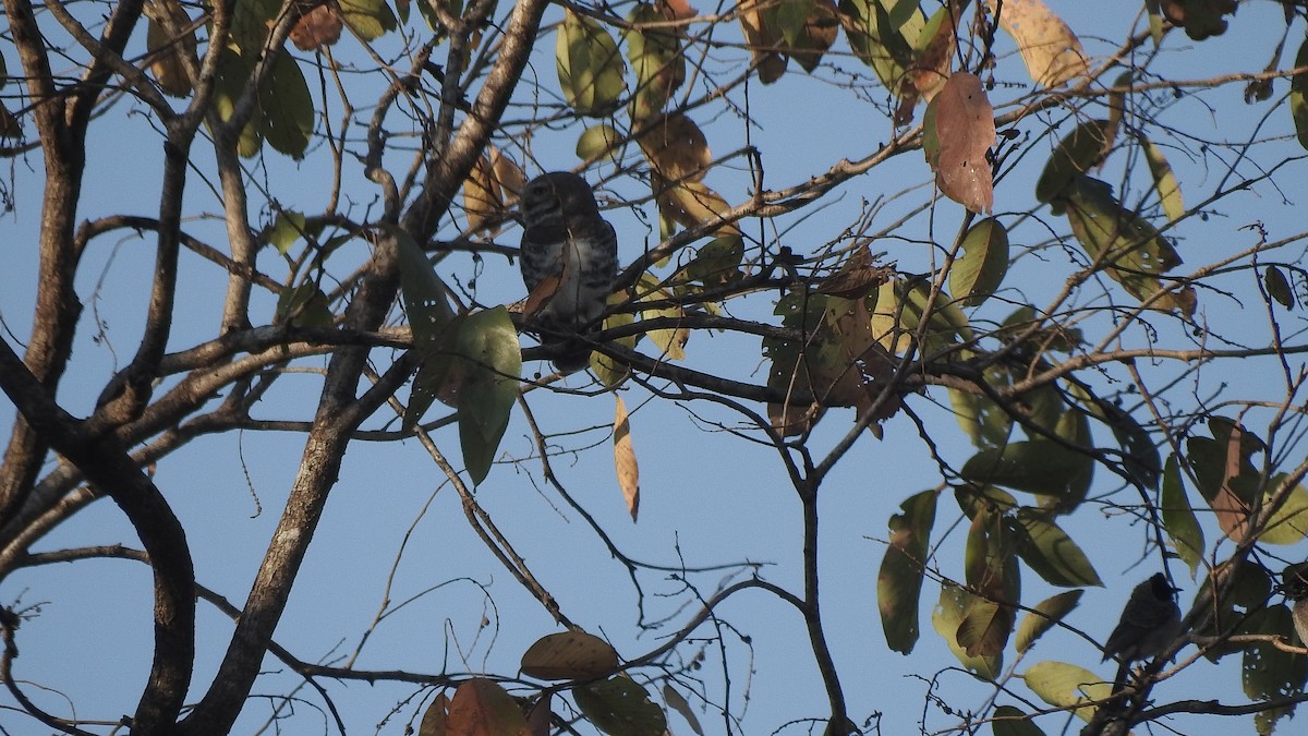 Forest Owlet - Nivedita Kotharé