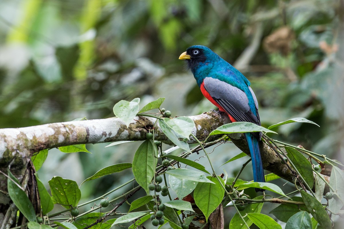 Blue-tailed Trogon - Nick Athanas