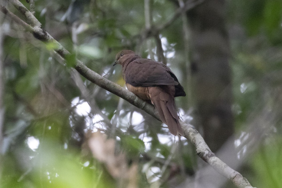 Brown Cuckoo-Dove - ML132329651