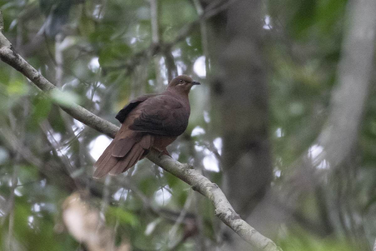 Brown Cuckoo-Dove - ML132329661