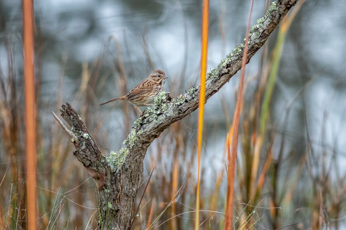 Song Sparrow - Jeff Kidd