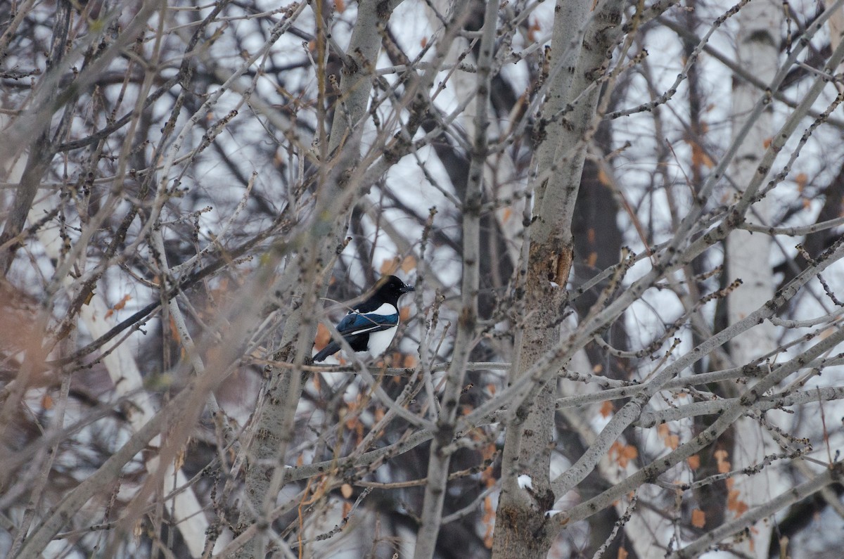 Eurasian Magpie (Eurasian) - ML132333311