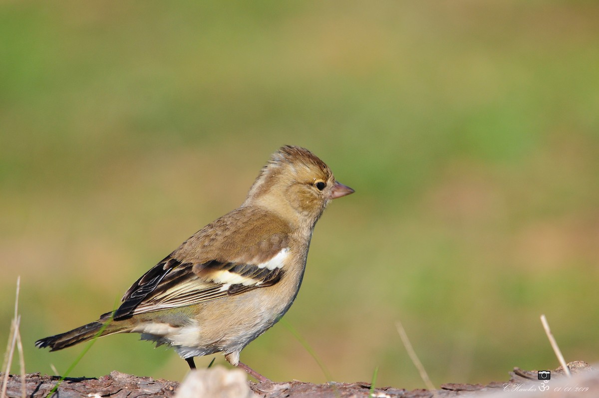 Common Chaffinch - Carl  Hawker