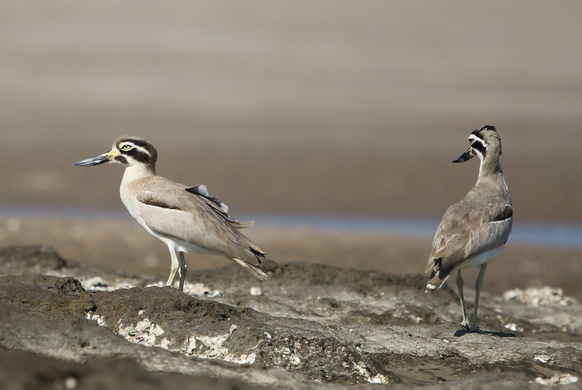 Great Thick-knee - ML132334331