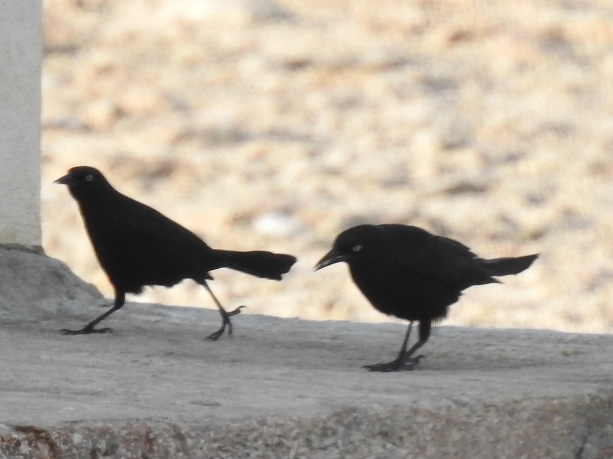 Greater Antillean Grackle - ML132334891