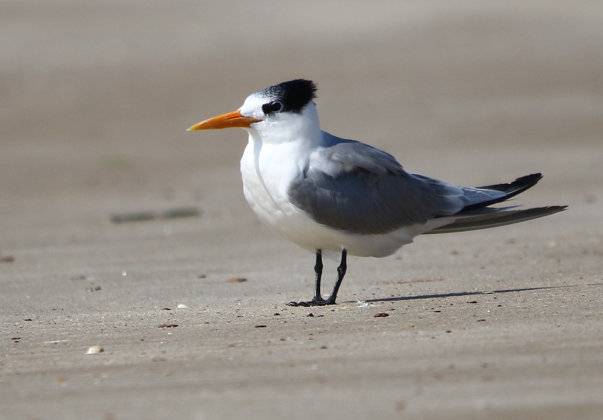 Lesser Crested Tern - ML132335191