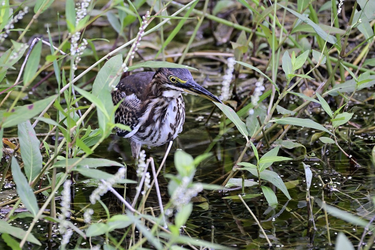 Green Heron - ML132335381