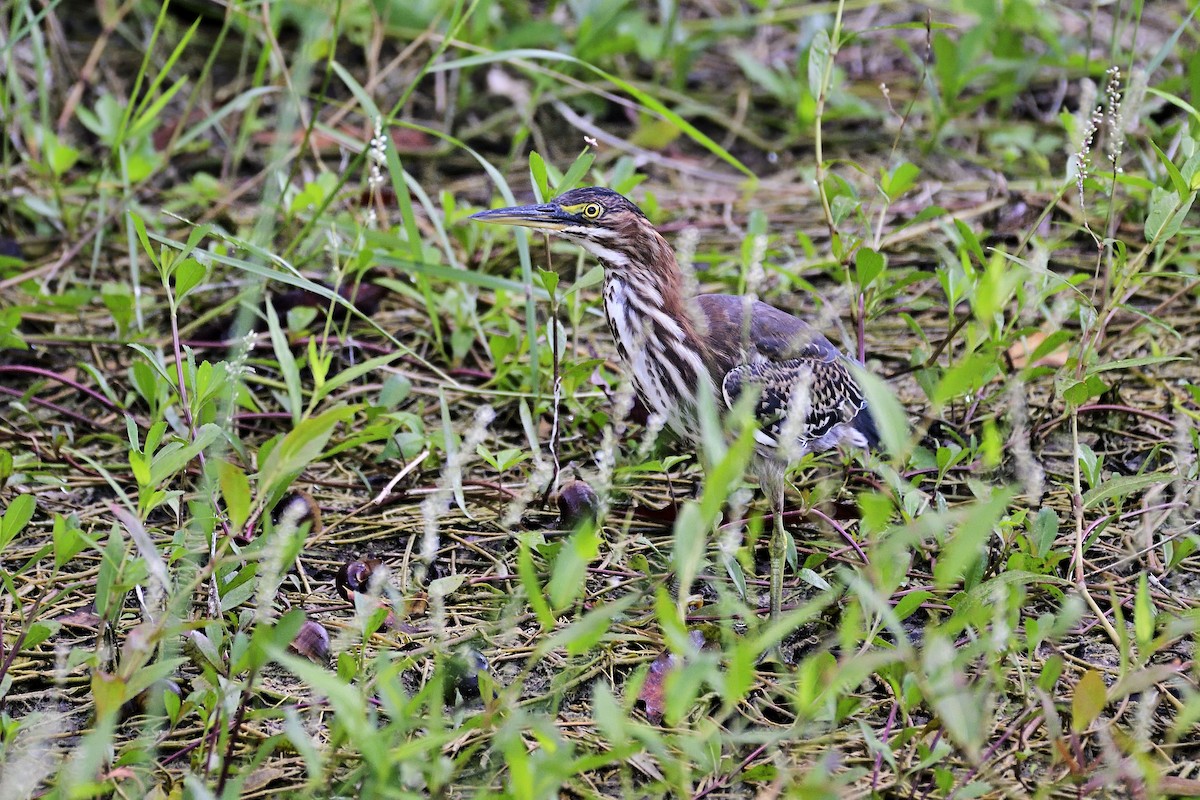 Green Heron - ML132335391