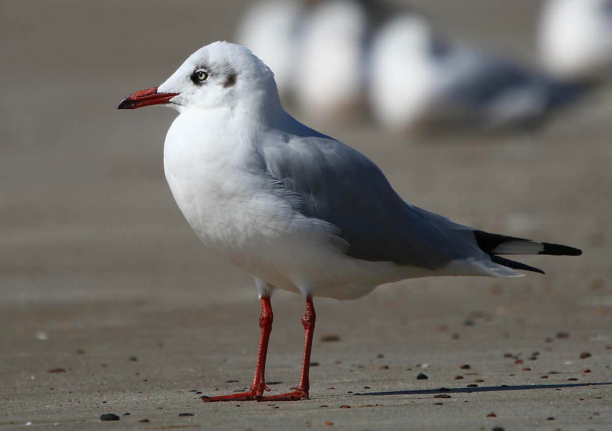 Brown-headed Gull - ML132335471