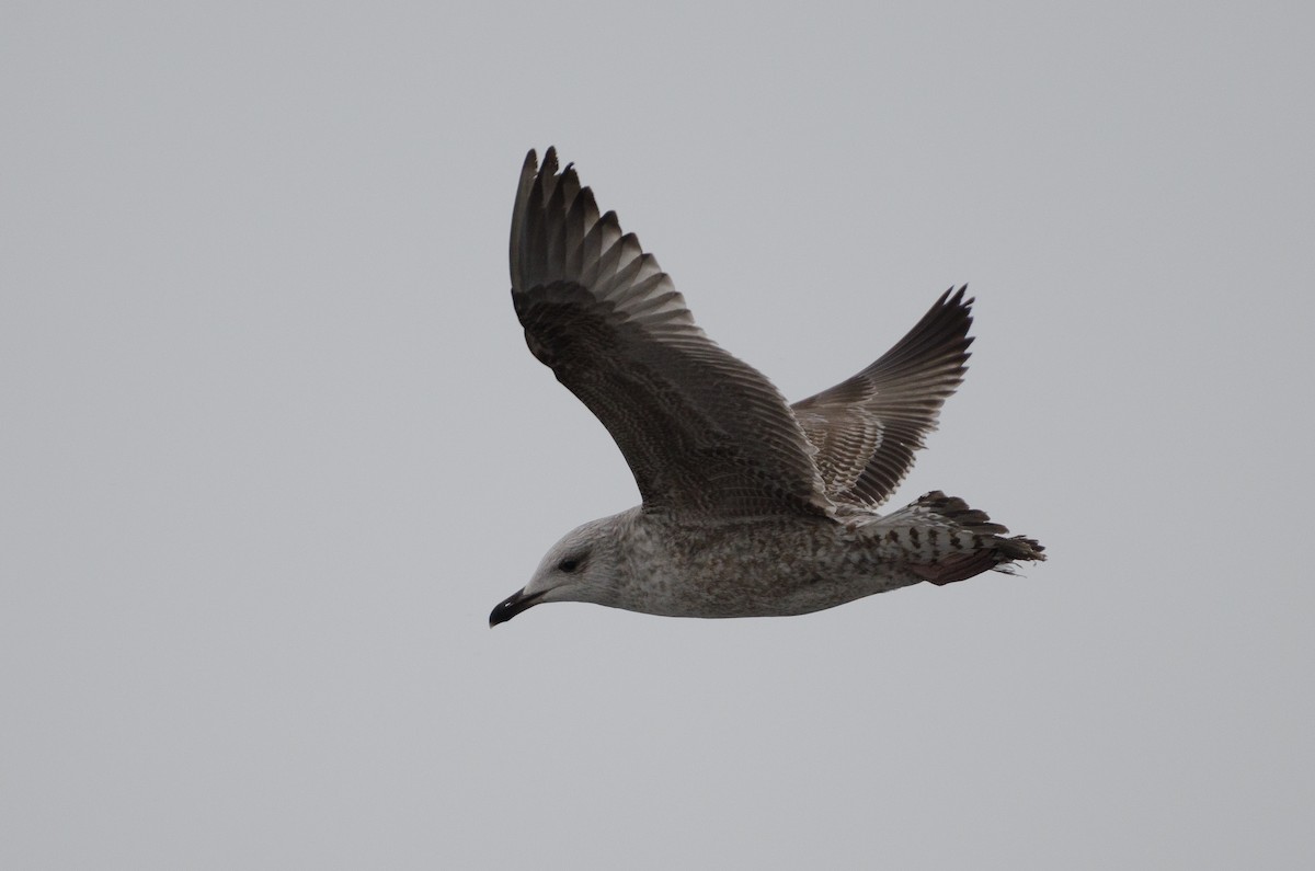 Kuzey Gümüş Martısı (argentatus/argenteus) - ML132336051