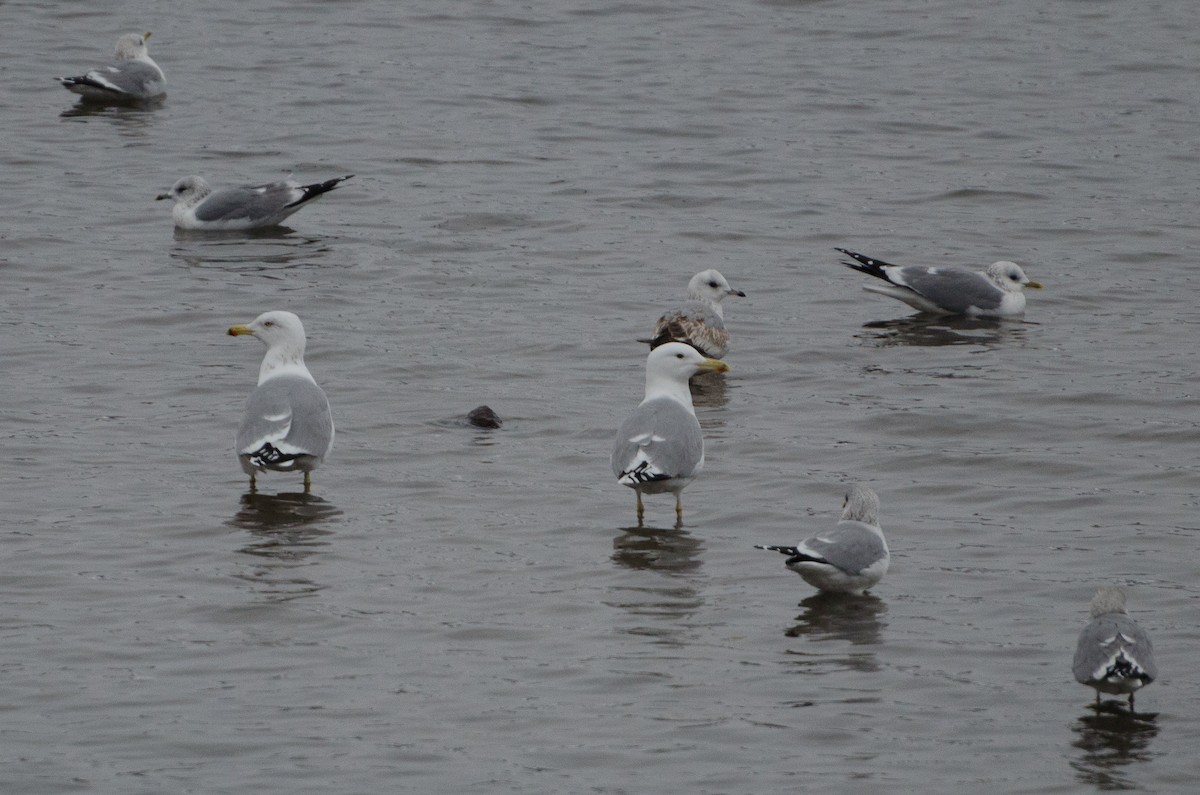 Caspian Gull - ML132337011