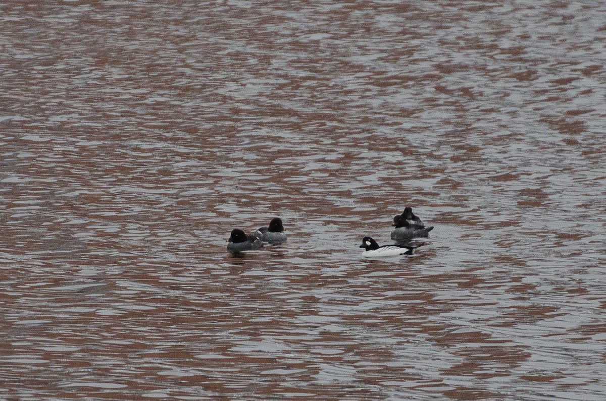 Common Goldeneye - ML132338141