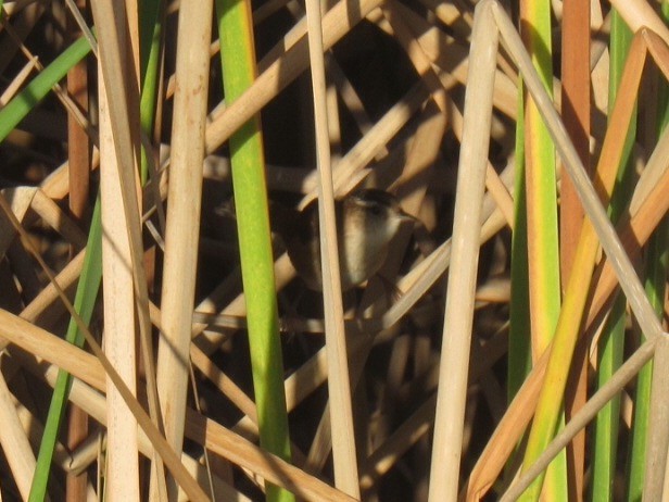 Marsh Wren (palustris Group) - ML132338501