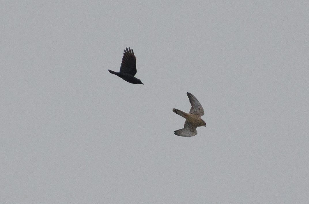 Eurasian Kestrel - ML132338771