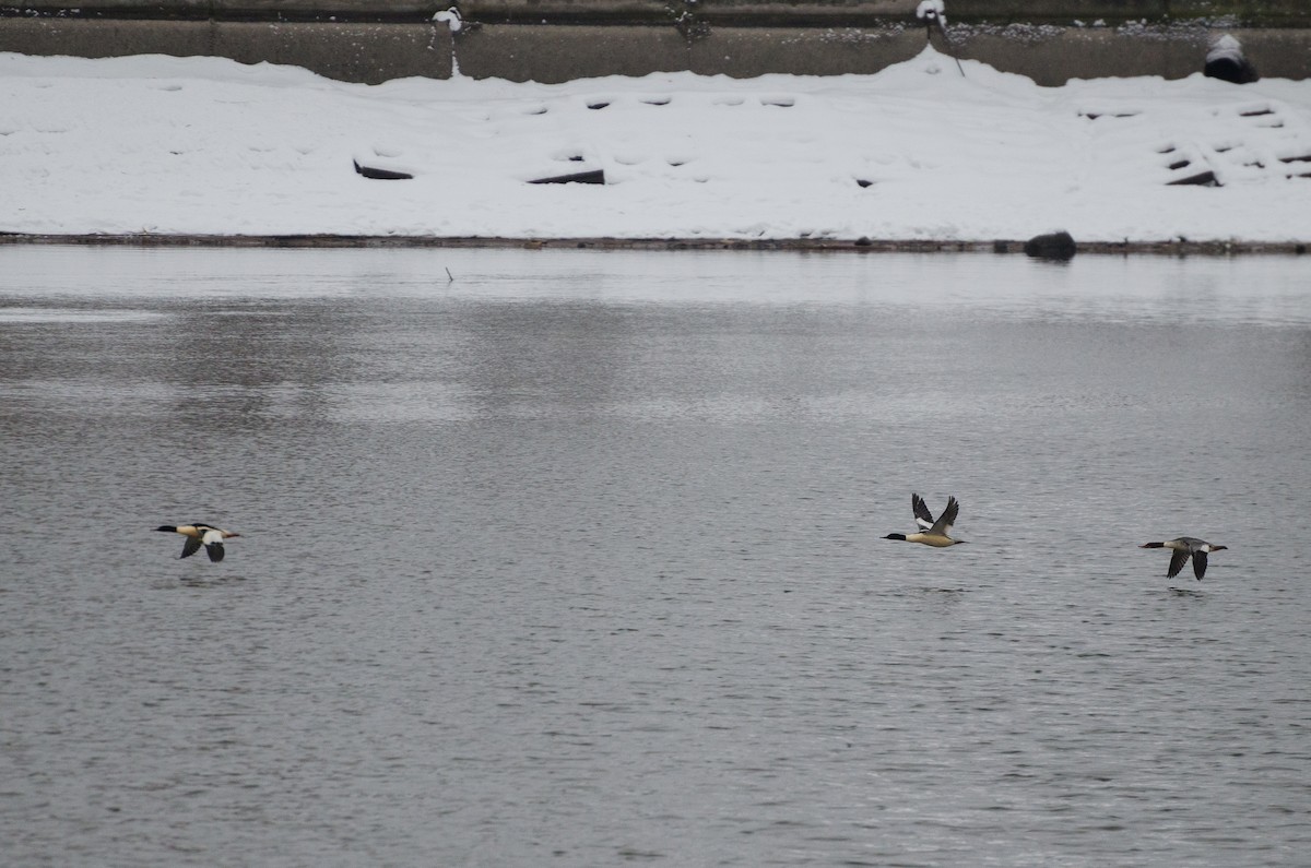 Common Merganser (Eurasian) - Anonymous