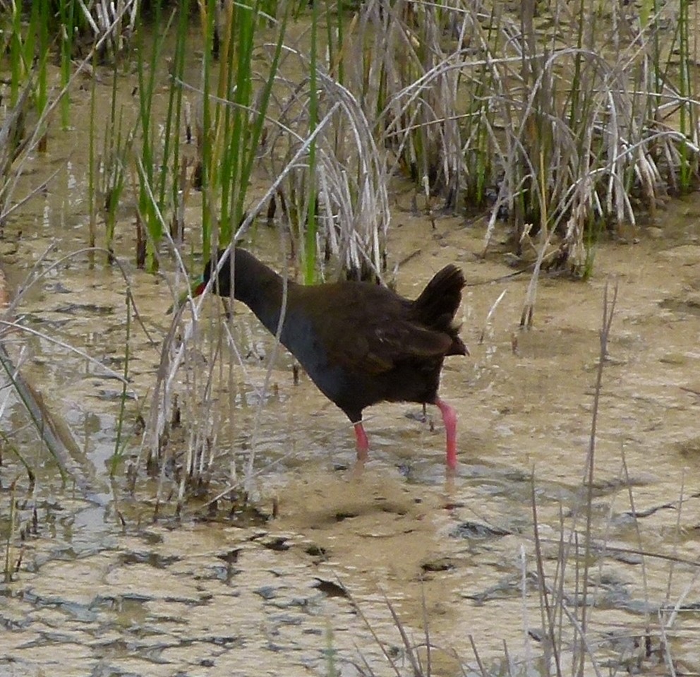 Plumbeous Rail - Susan Killeen