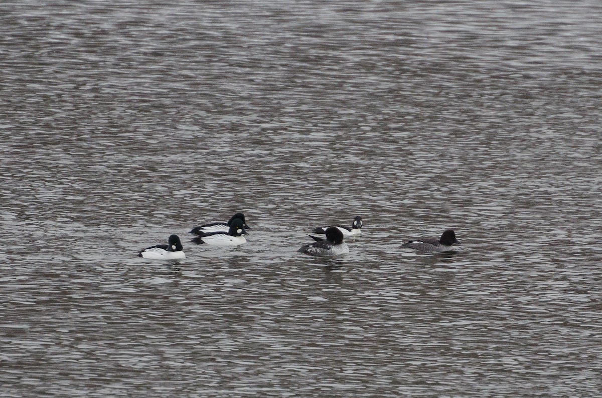 Common Goldeneye - ML132339331