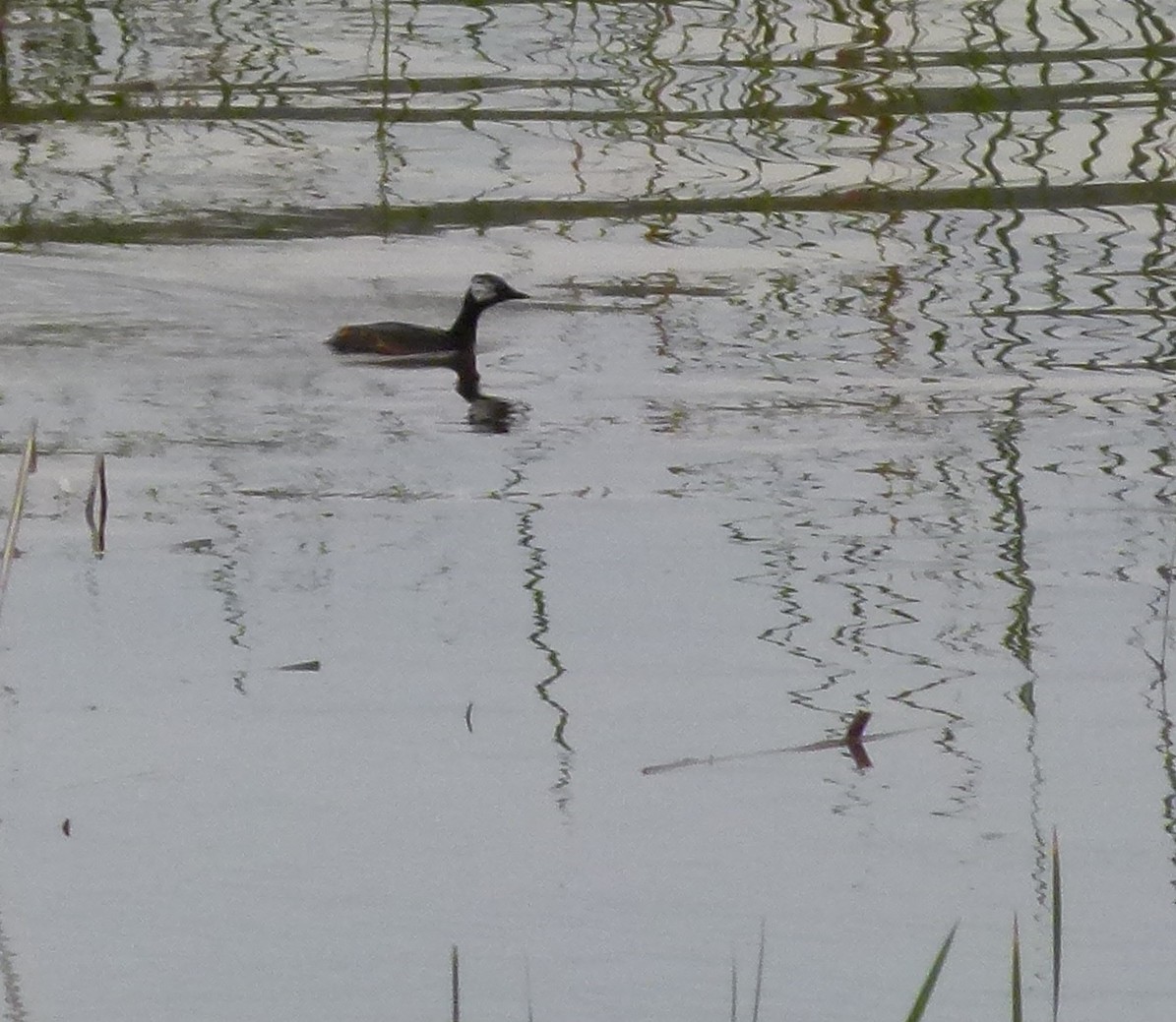 White-tufted Grebe - Susan Killeen