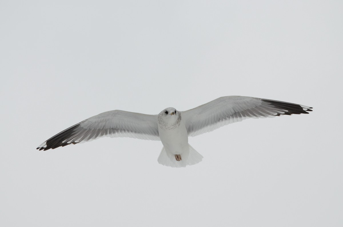 Common Gull (European) - ML132341071