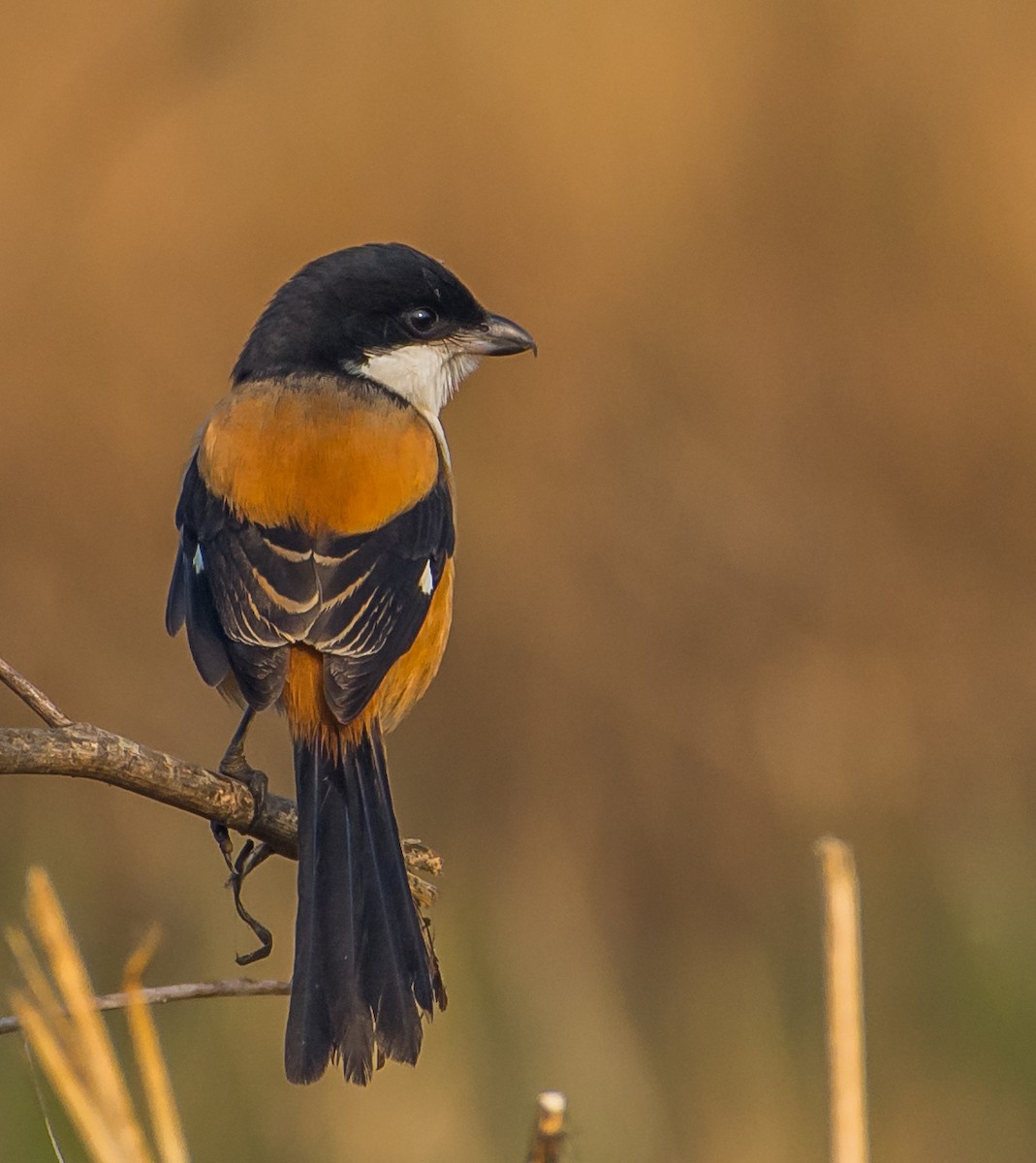 Long-tailed Shrike - ML132342111