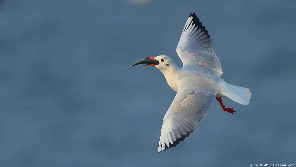 Black-headed Gull - ML132342451