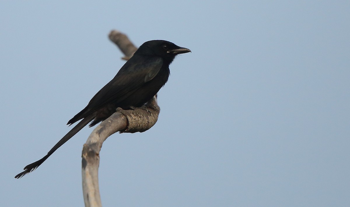 Kara Drongo - ML132342621