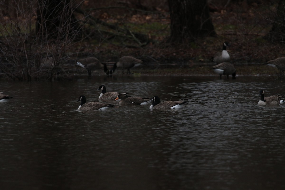 Greater White-fronted Goose (Greenland) - ML132343531