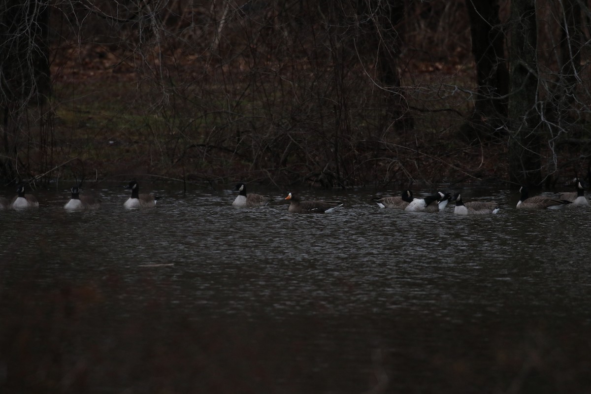 Greater White-fronted Goose (Greenland) - ML132343551