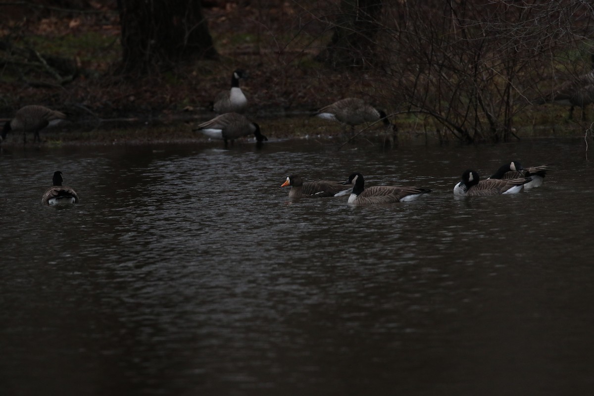 Greater White-fronted Goose (Greenland) - ML132343561