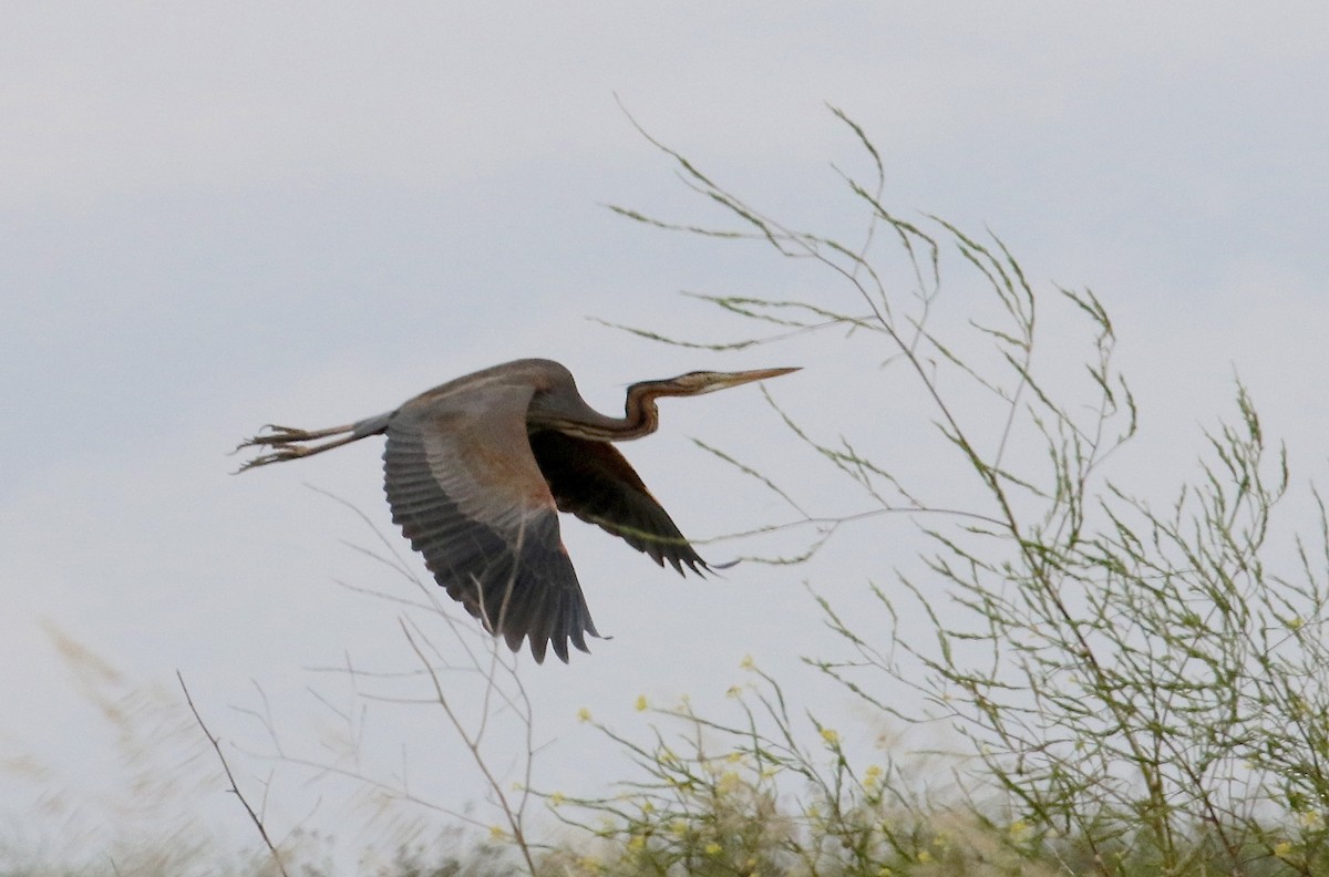 Purple Heron - ML132344351