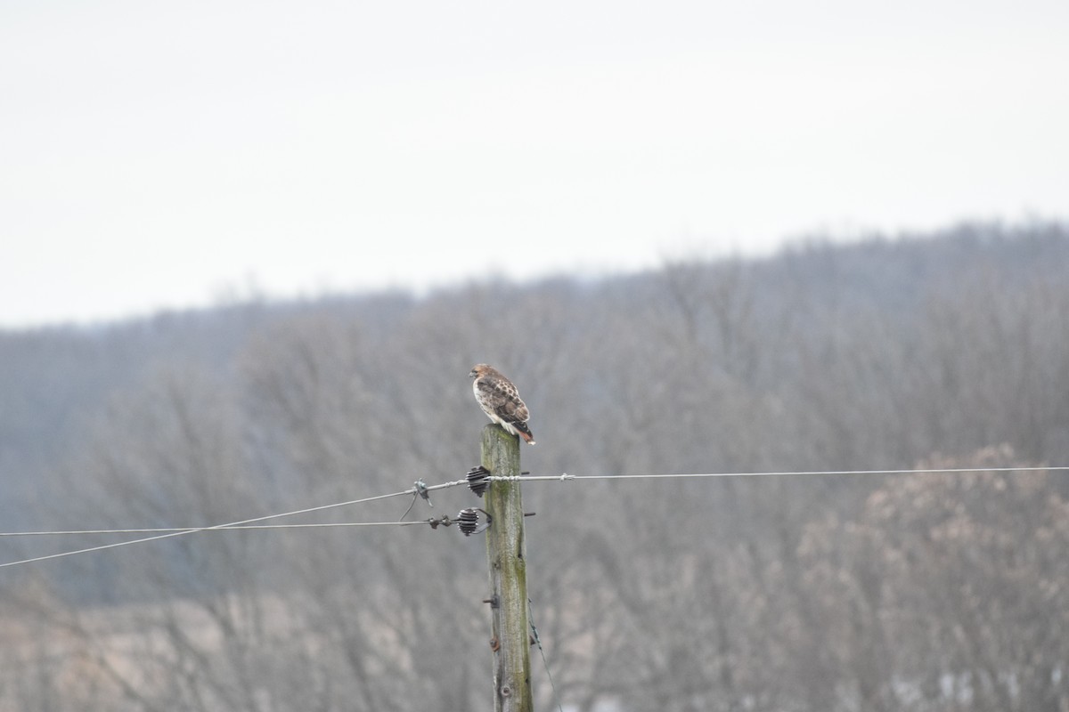 Red-tailed Hawk - ML132345551