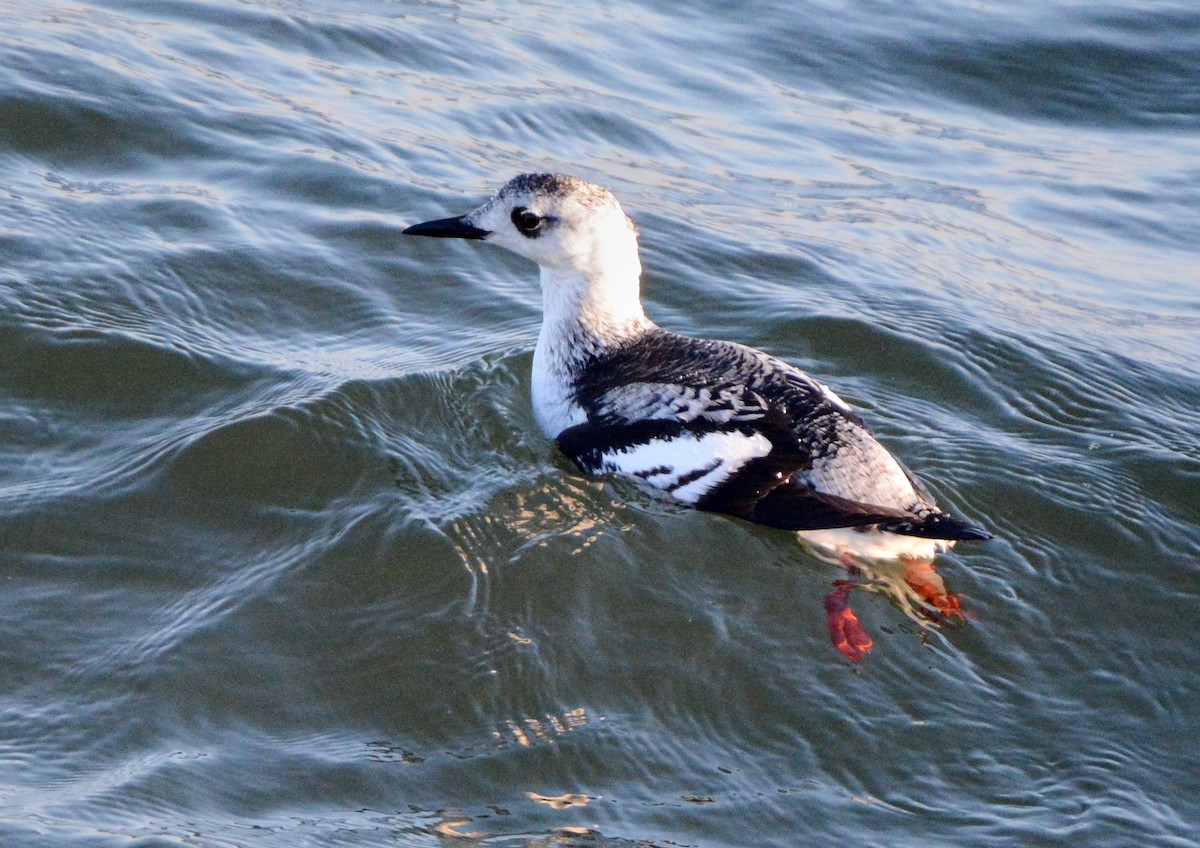 Black Guillemot - ML132346051