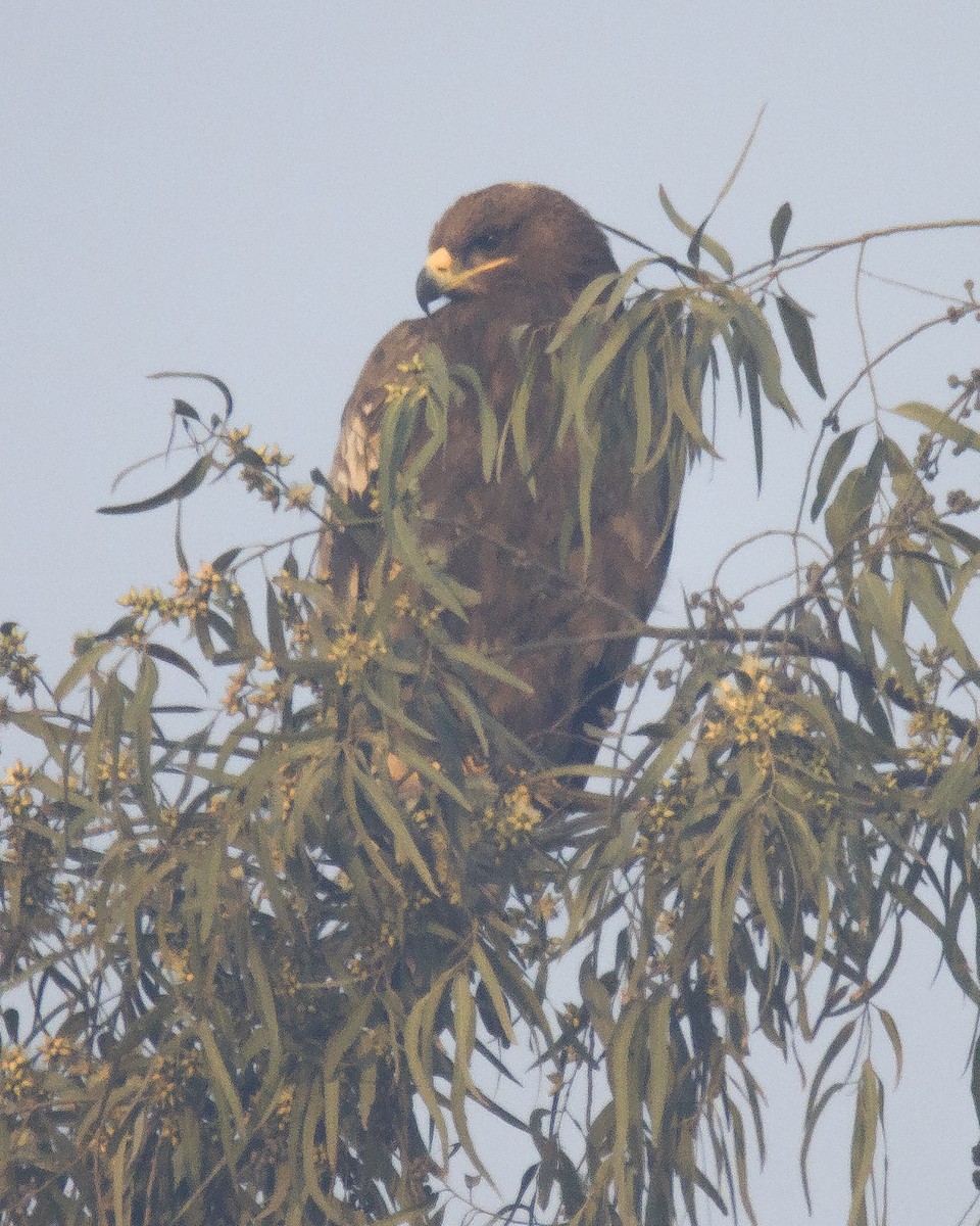 Steppe Eagle - ML132346551