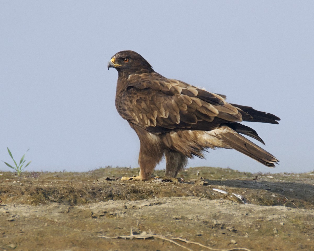 Booted Eagle - ML132346931