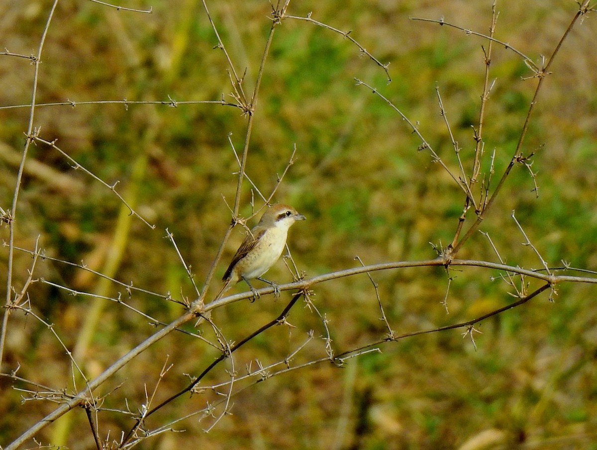 Brown Shrike - John Sandve