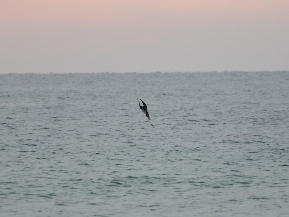 Northern Gannet - ML132347081