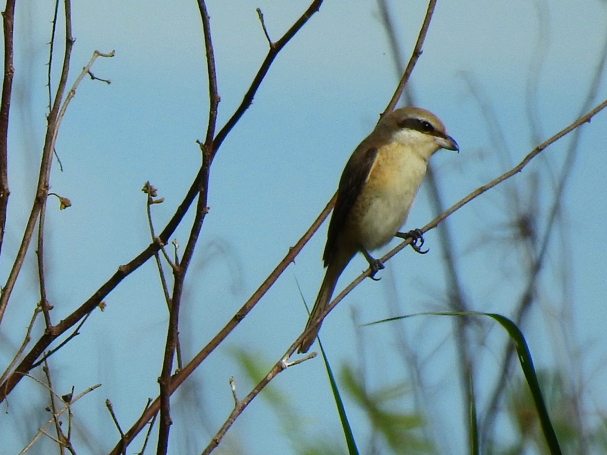 Pie-grièche brune (cristatus/confusus) - ML132348471