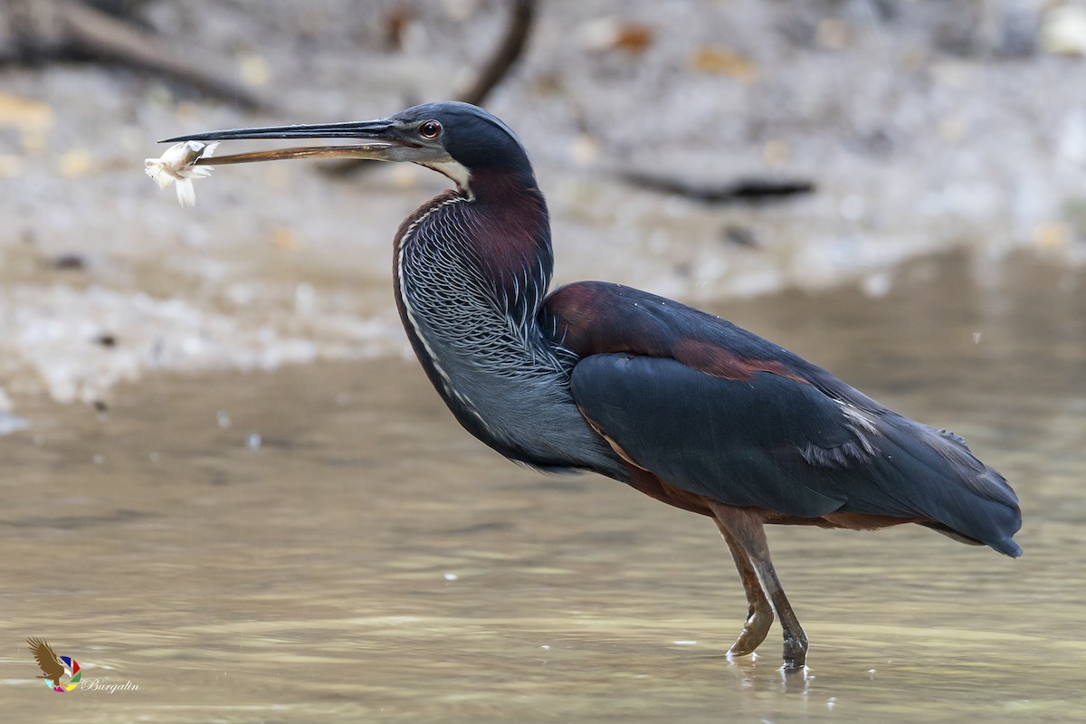 Agami Heron - Fernando Burgalin Sequeria