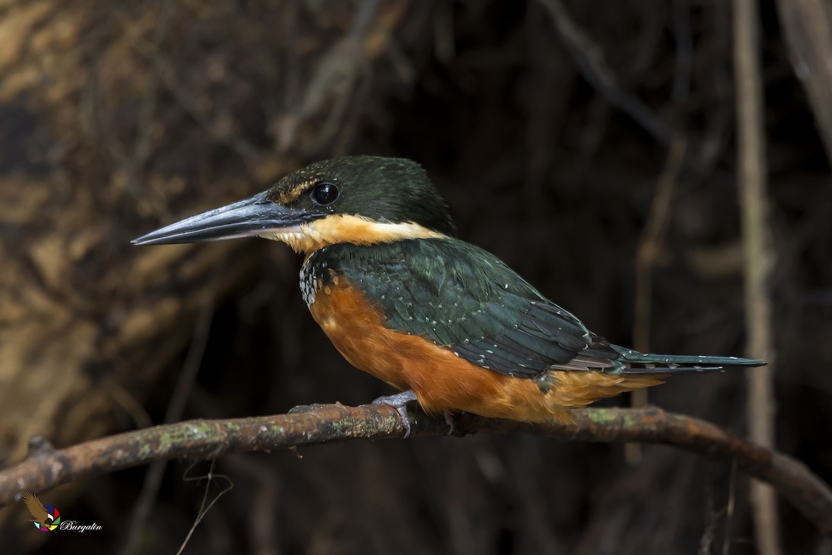 Green-and-rufous Kingfisher - ML132349311