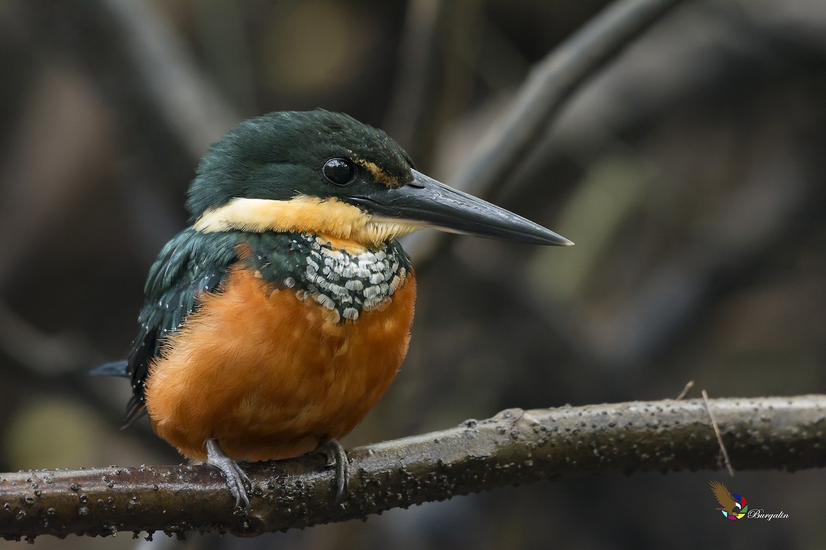 Green-and-rufous Kingfisher - ML132349361