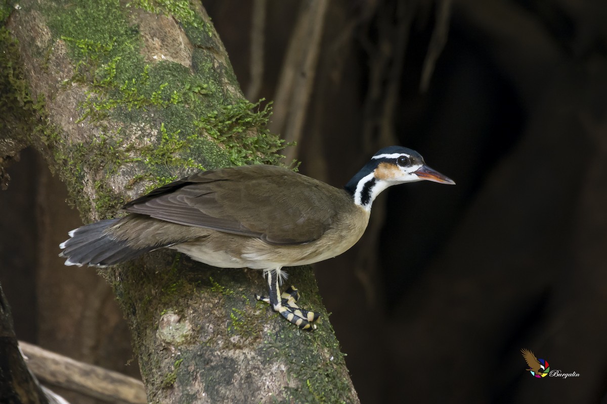 Sungrebe - fernando Burgalin Sequeria