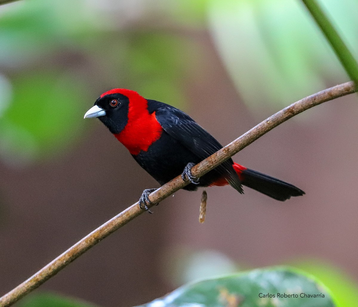 Crimson-collared Tanager - Carlos Roberto Chavarria