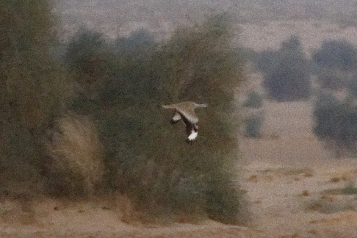 Macqueen's Bustard - ML132350041