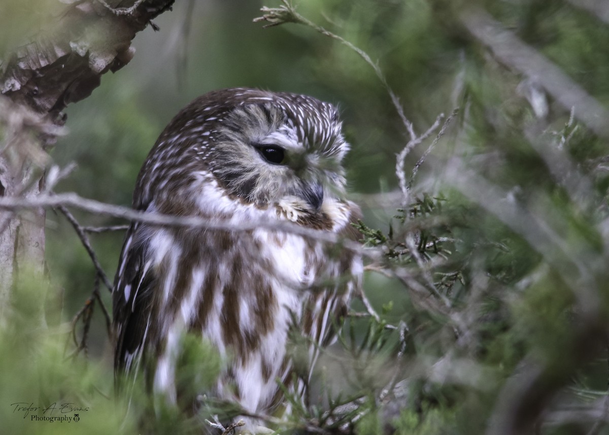 Northern Saw-whet Owl - Trefor Evans