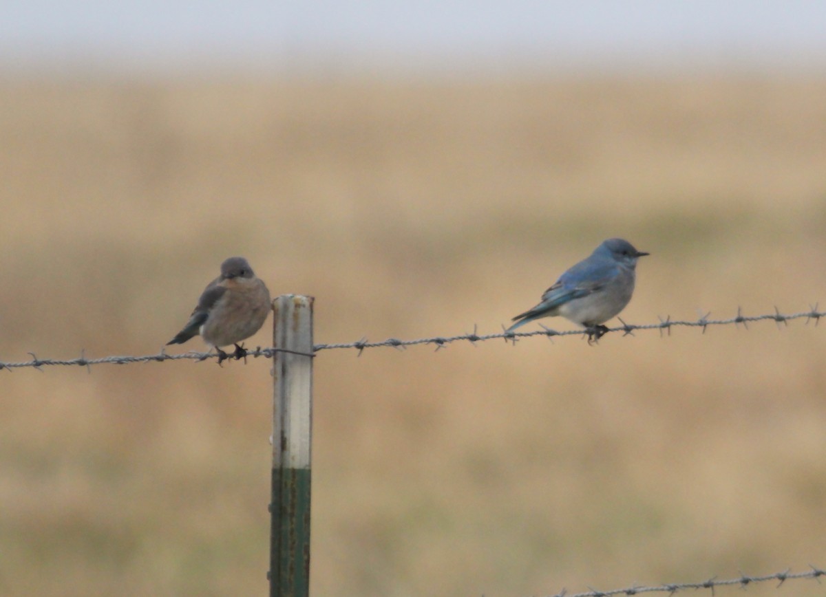 Mountain Bluebird - Jason Leifester