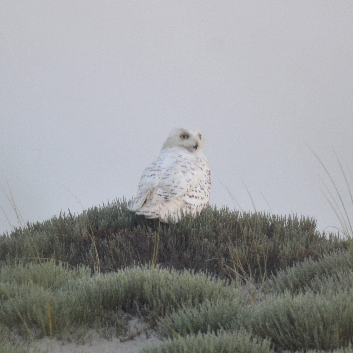 Snowy Owl - ML132357721