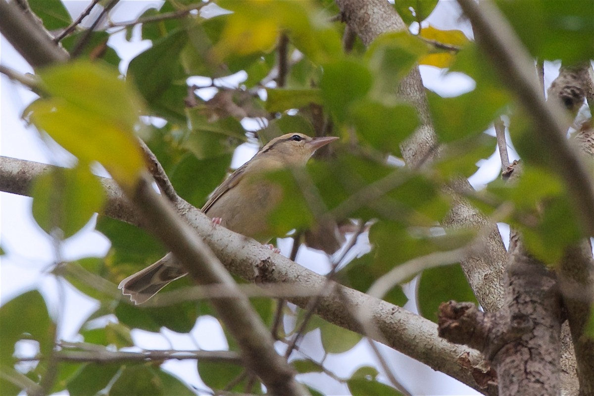 Worm-eating Warbler - ML132359391