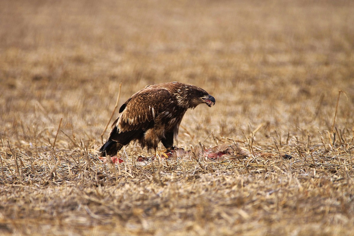 Bald Eagle - Alan Dupuis