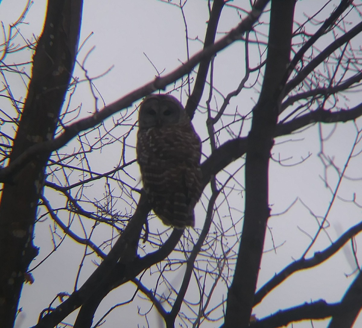 Barred Owl - ML132362611