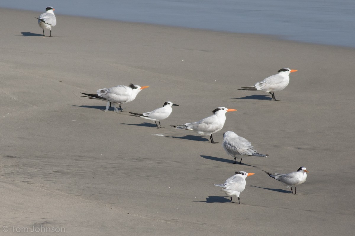 Sandwich Tern - ML132364051